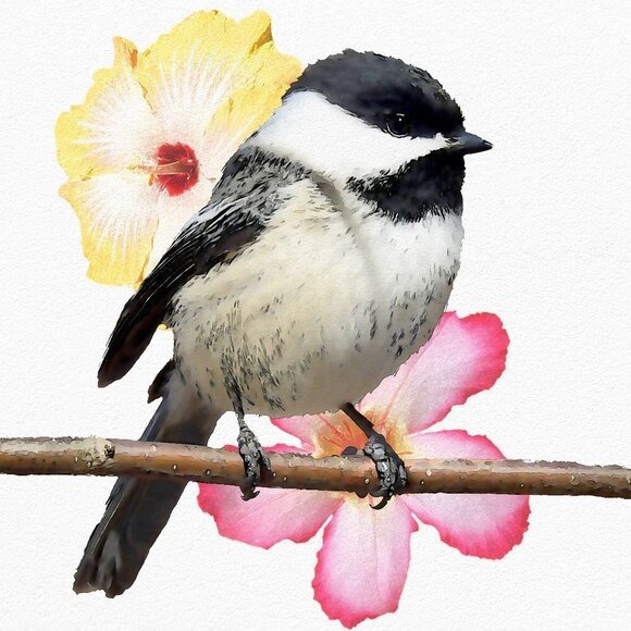4x6 Chickadee Bird Watercolor Illustration Painting‎ Print - Picture 2 of 5